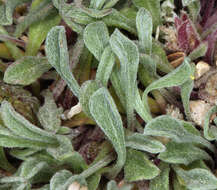 Image of tufted Townsend daisy