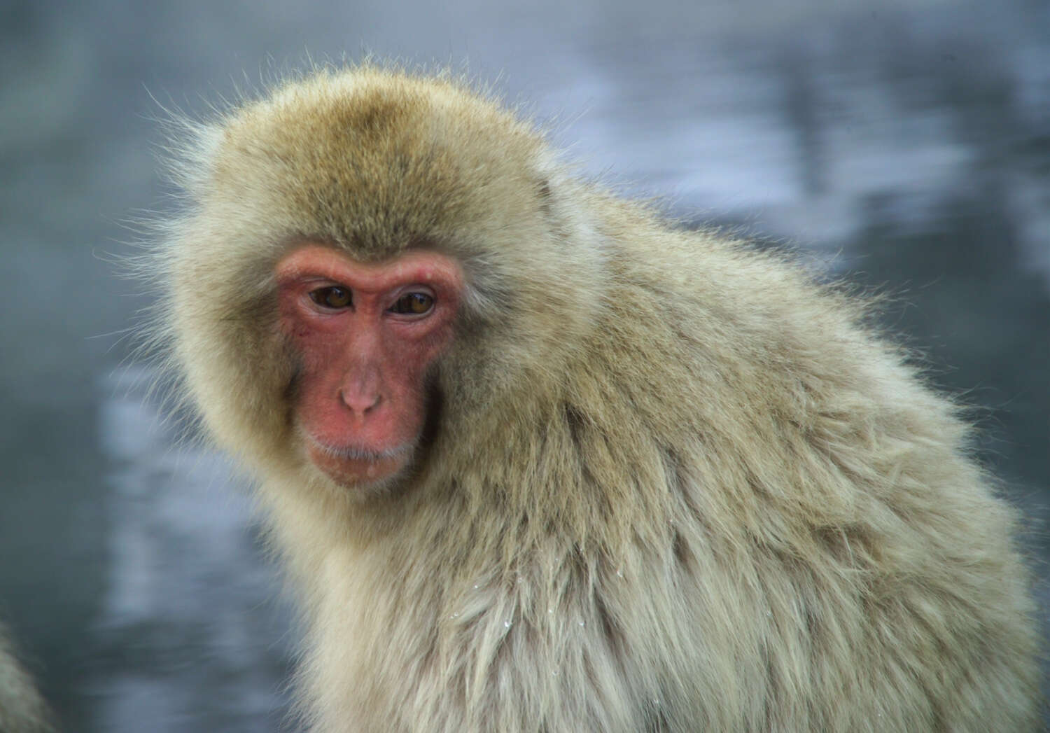 Image of Japanese Macaque