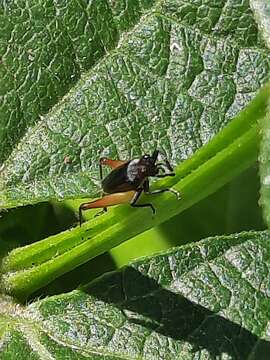 Слика од Trigonidium (Trigonidium) cicindeloides Rambur 1838