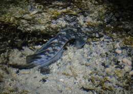 Image of Zebra Blenny