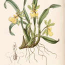 Image of Gomesa uniflora (Booth ex Lindl.) M. W. Chase & N. H. Williams