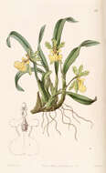 Image of Gomesa uniflora (Booth ex Lindl.) M. W. Chase & N. H. Williams