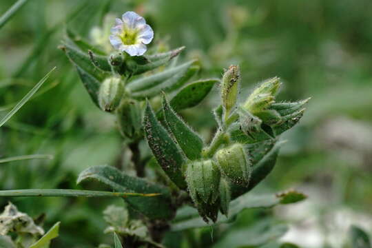 صورة Nonea versicolor (Stev.) Sweet