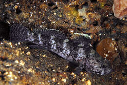 Image of Rock Goby