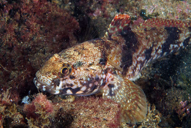 Image of Rock Goby