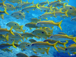 Image of Indian mimic goatfish