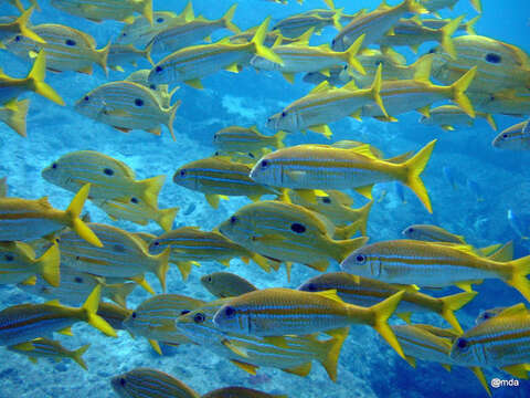 Image of Indian mimic goatfish