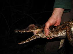 Image of Schneider's Smooth-fronted Caiman