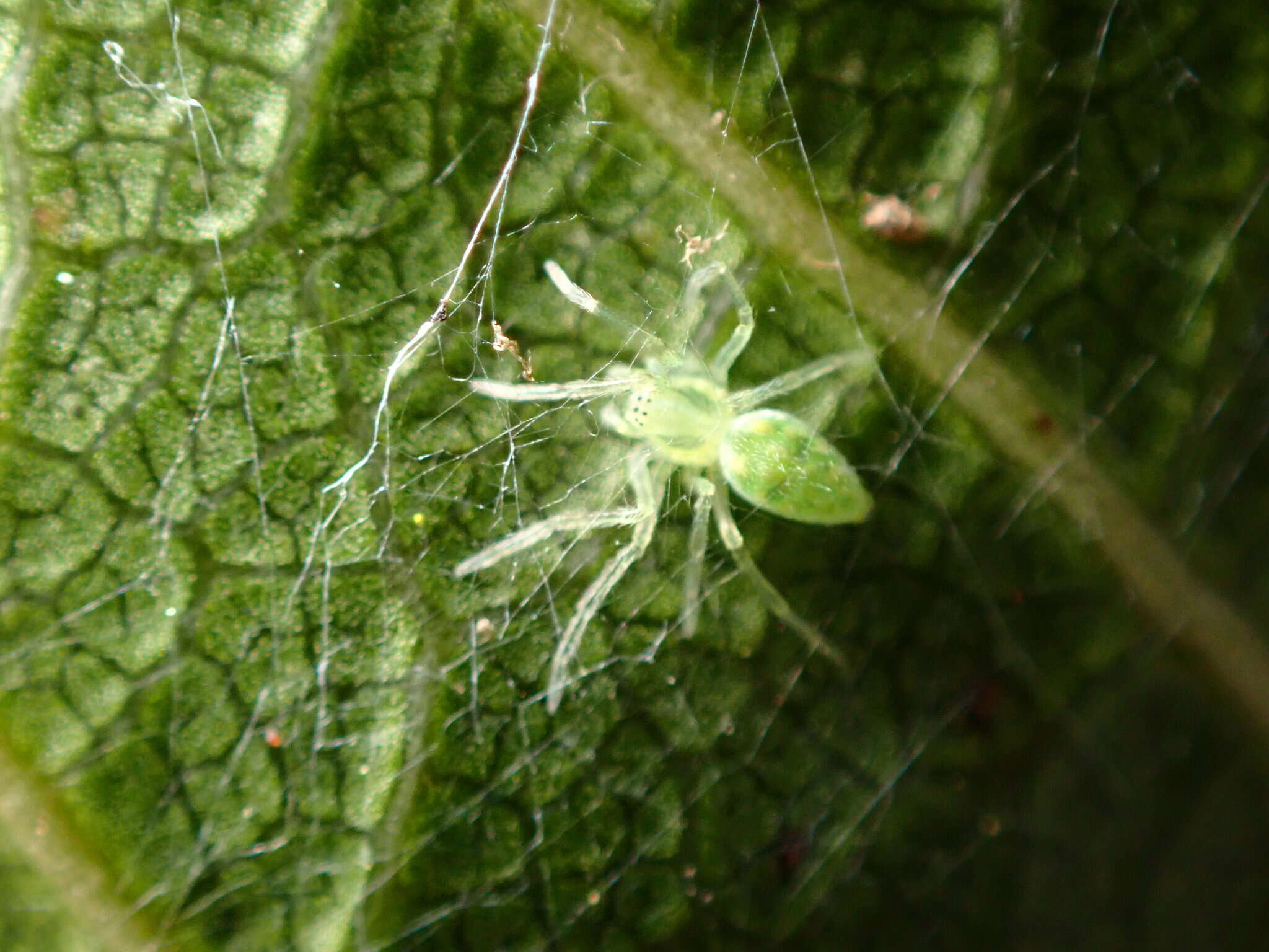 Image of Nigma linsdalei (Chamberlin & Gertsch 1958)