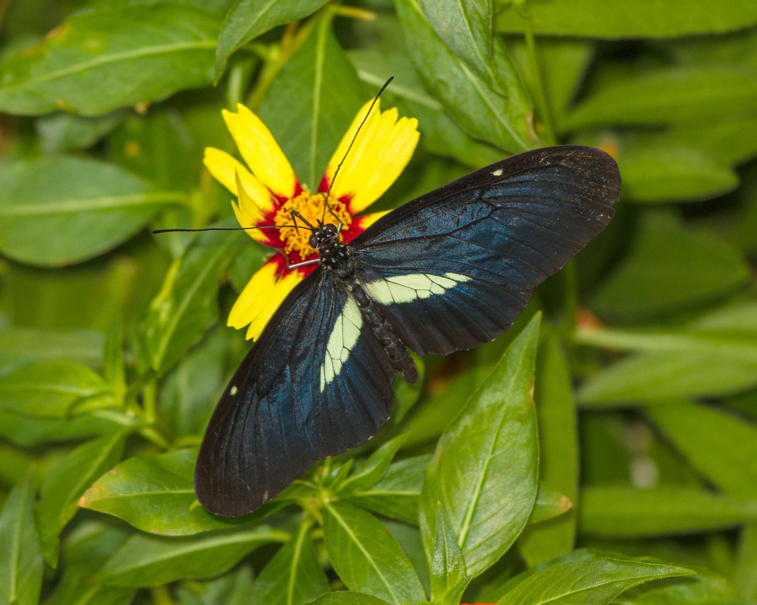 Image of Crimson Patched Longwing