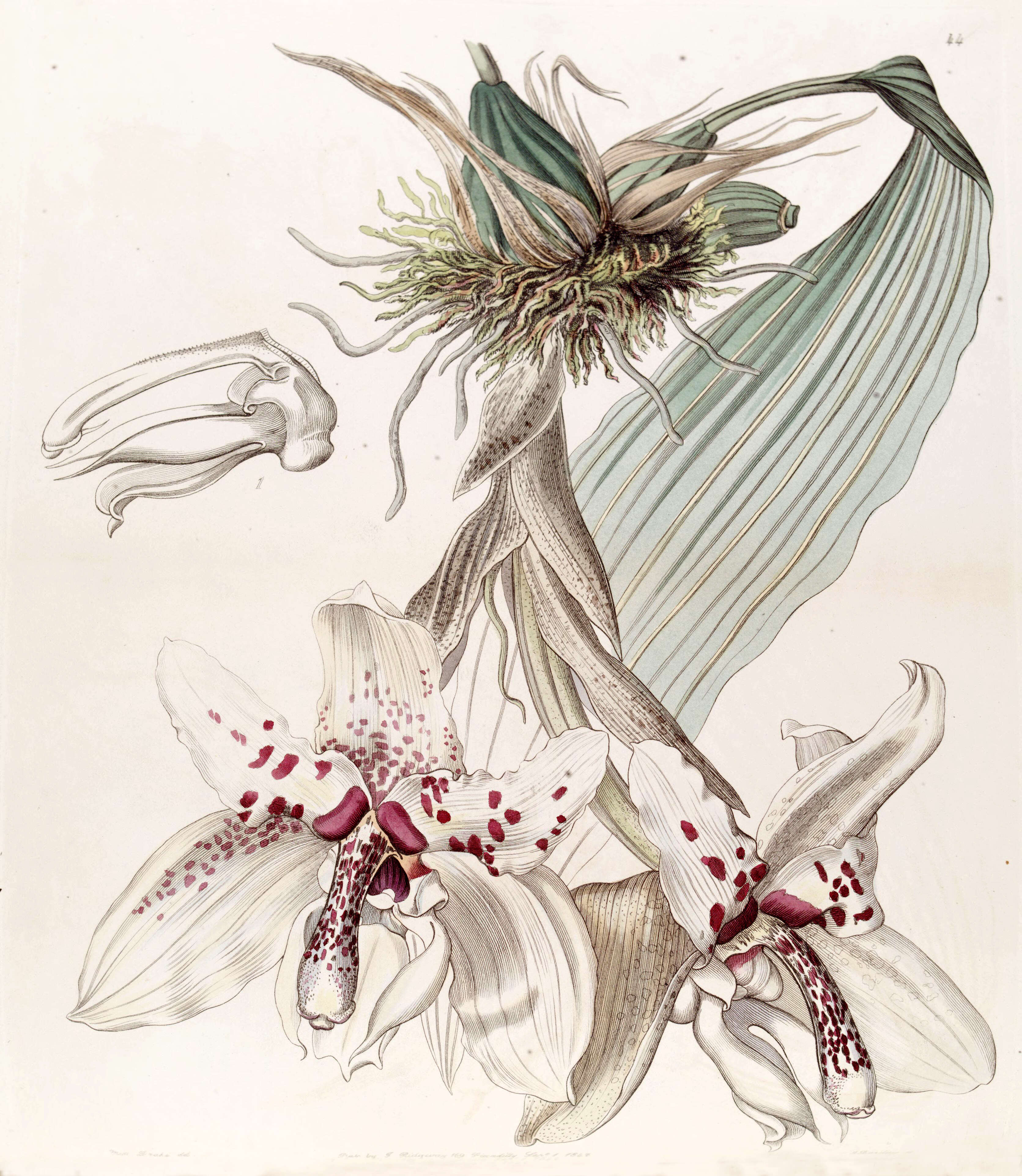 Image of Stanhopea martiana Bateman ex Lindl.