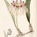 Imagem de Bulbophyllum chinense (Lindl.) Rchb. fil.