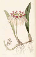 Image of Bulbophyllum chinense (Lindl.) Rchb. fil.