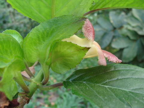 Image of Drymonia serrulata (Jacq.) Mart.