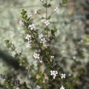 Image of Zieria odorifera subsp. warrabahensis Duretto & P. I. Forst.