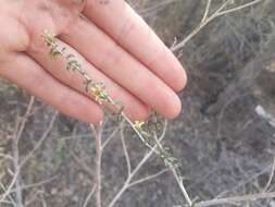 Image of Lycium chilense var. confertifolium (Miers) F. A. Barkley