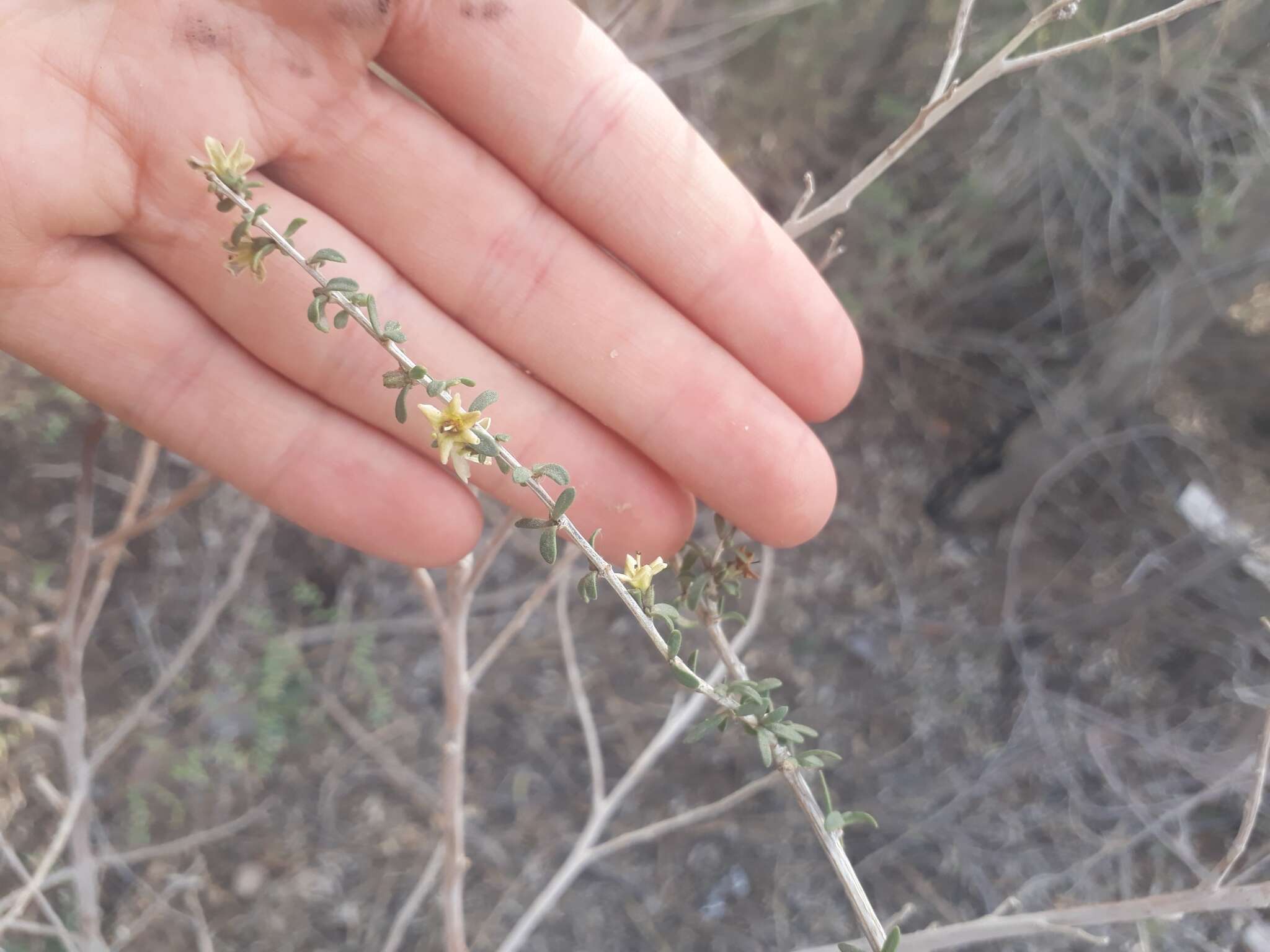 Image of Lycium chilense var. confertifolium (Miers) F. A. Barkley