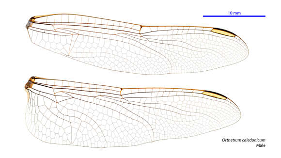 Imagem de Orthetrum caledonicum (Brauer 1865)