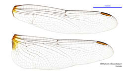 Слика од Orthetrum villosovittatum (Brauer 1868)