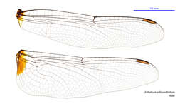 Image of Orthetrum villosovittatum (Brauer 1868)