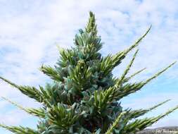 Puya alpestris subsp. zoellneri Zizka, J. V. Schneid. & Novoa的圖片