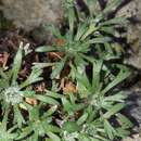 Image of Saxifraga intricata Lapeyr.