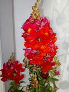 Image of garden snapdragon