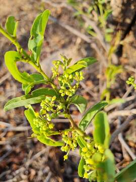 Imagem de Cissus cornifolia (Bak.) Planch.