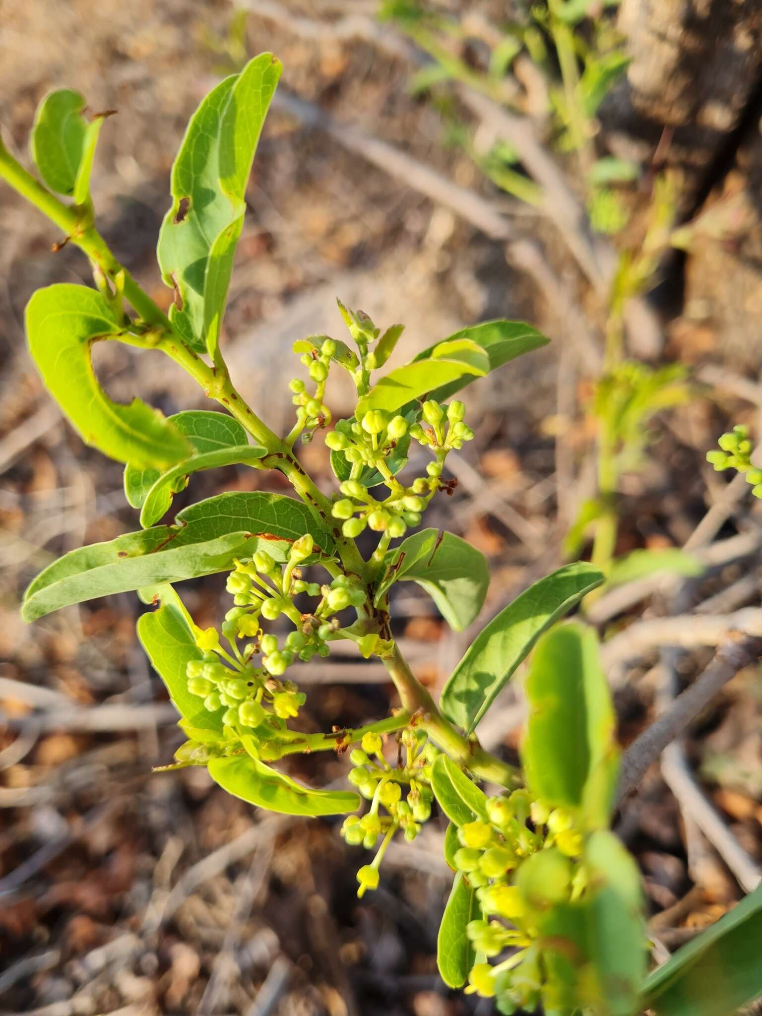 Plancia ëd Cissus cornifolia (Bak.) Planch.