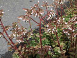 Image of White Stonecrop