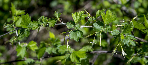 Image of Missouri gooseberry