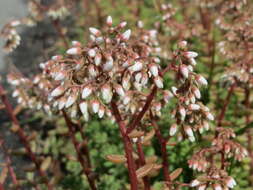 Image of White Stonecrop