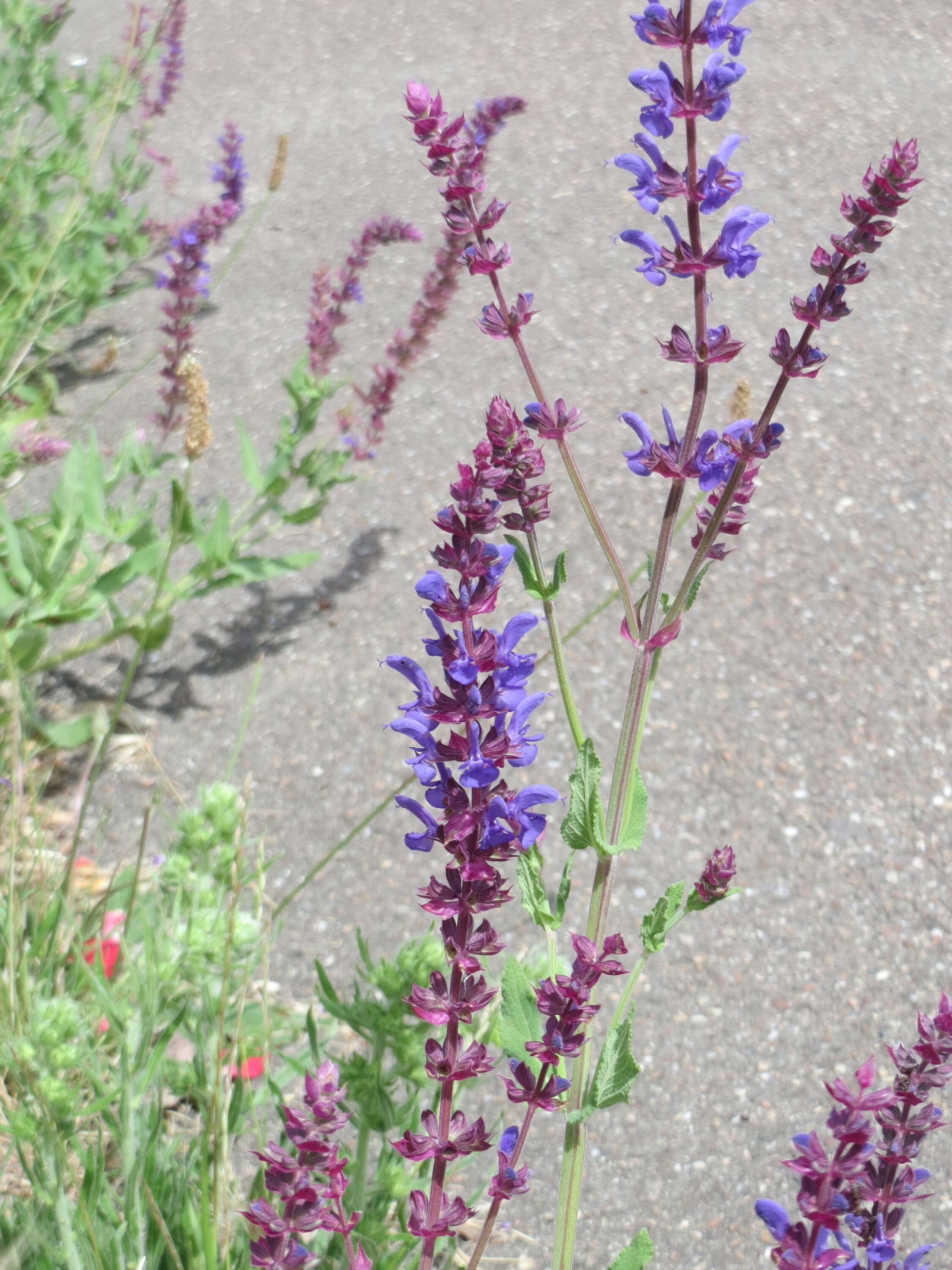 Imagem de Salvia nemorosa L.