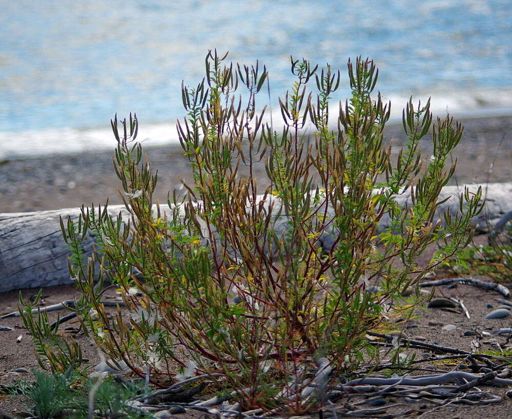 Imagem de Polanisia dodecandra subsp. dodecandra