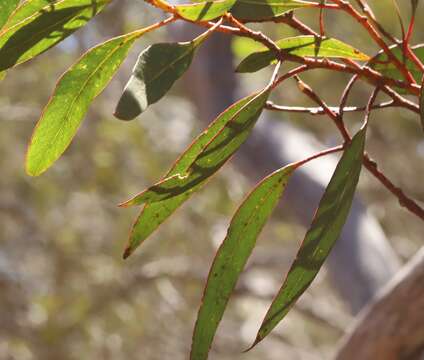 Image of Eucalyptus socialis subsp. viridans D. Nicolle