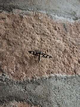 Image of Seven-spotted Handmaiden Moth