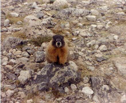 Image of Marmota subgen. Petromarmota Steppan et al. 1999