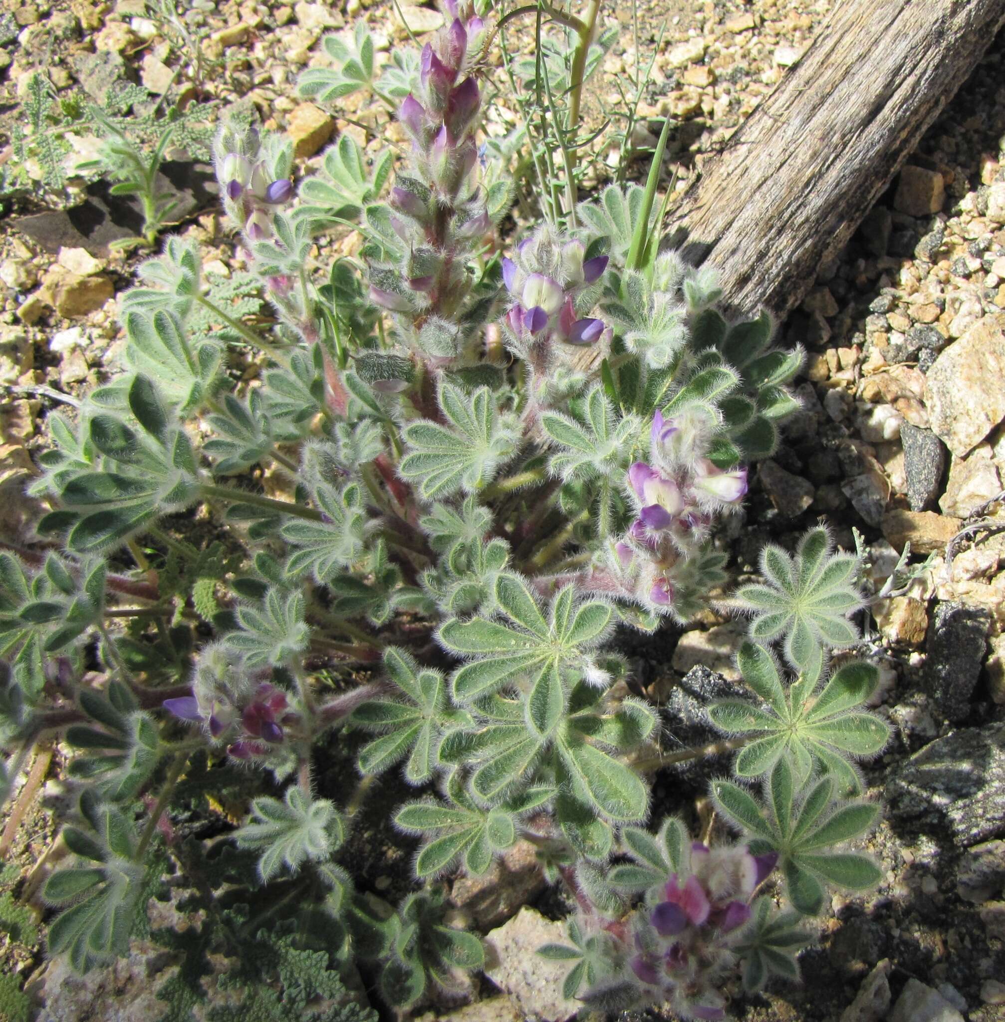 Image of bajada lupine