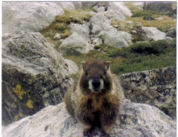 Image of Marmota subgen. Petromarmota Steppan et al. 1999