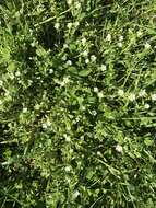 صورة Cerastium nutans Raf.