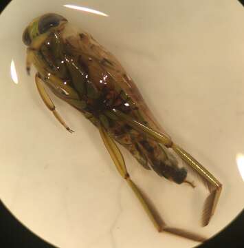 Image of Backswimmer