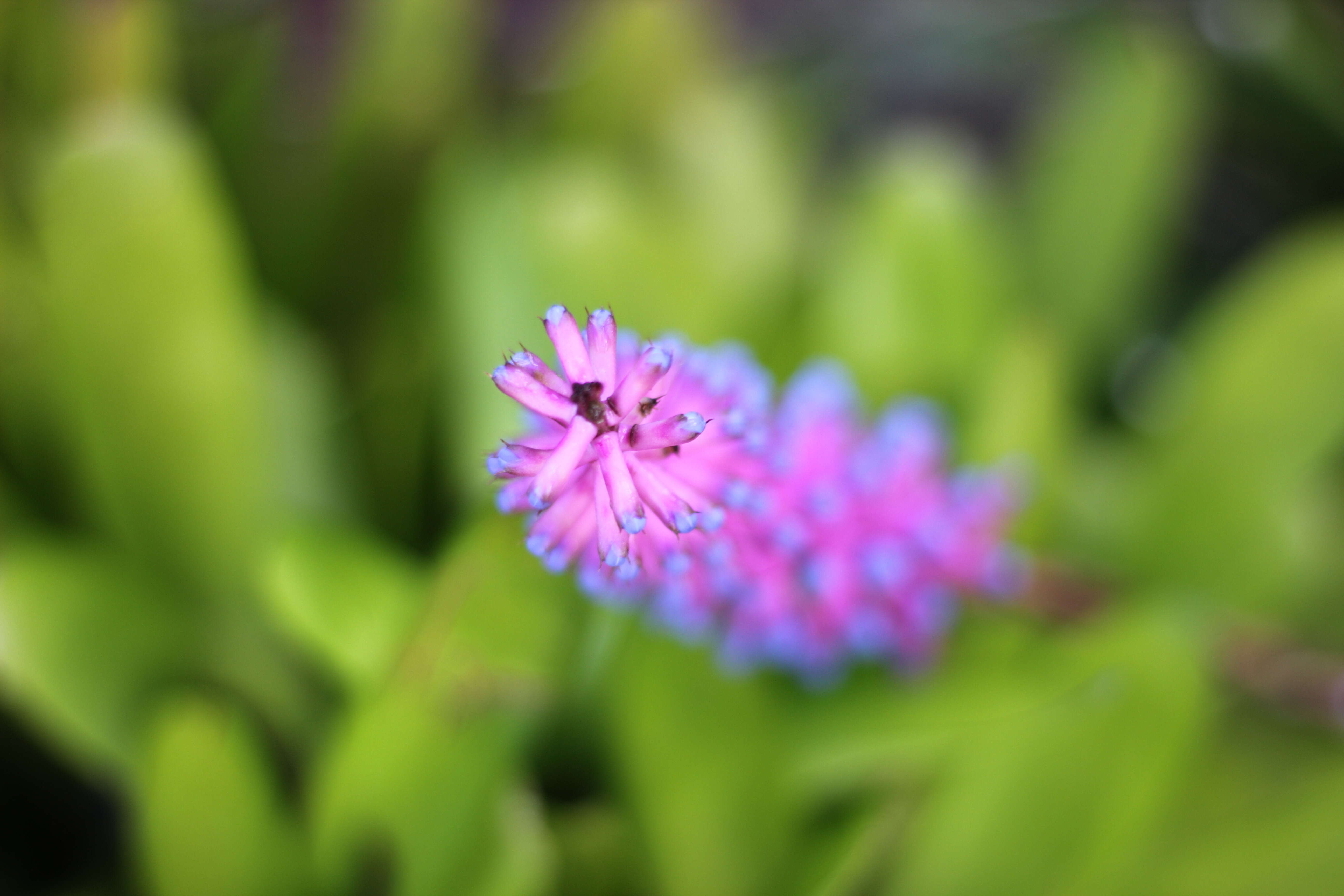 Image of Aechmea gamosepala Wittm.