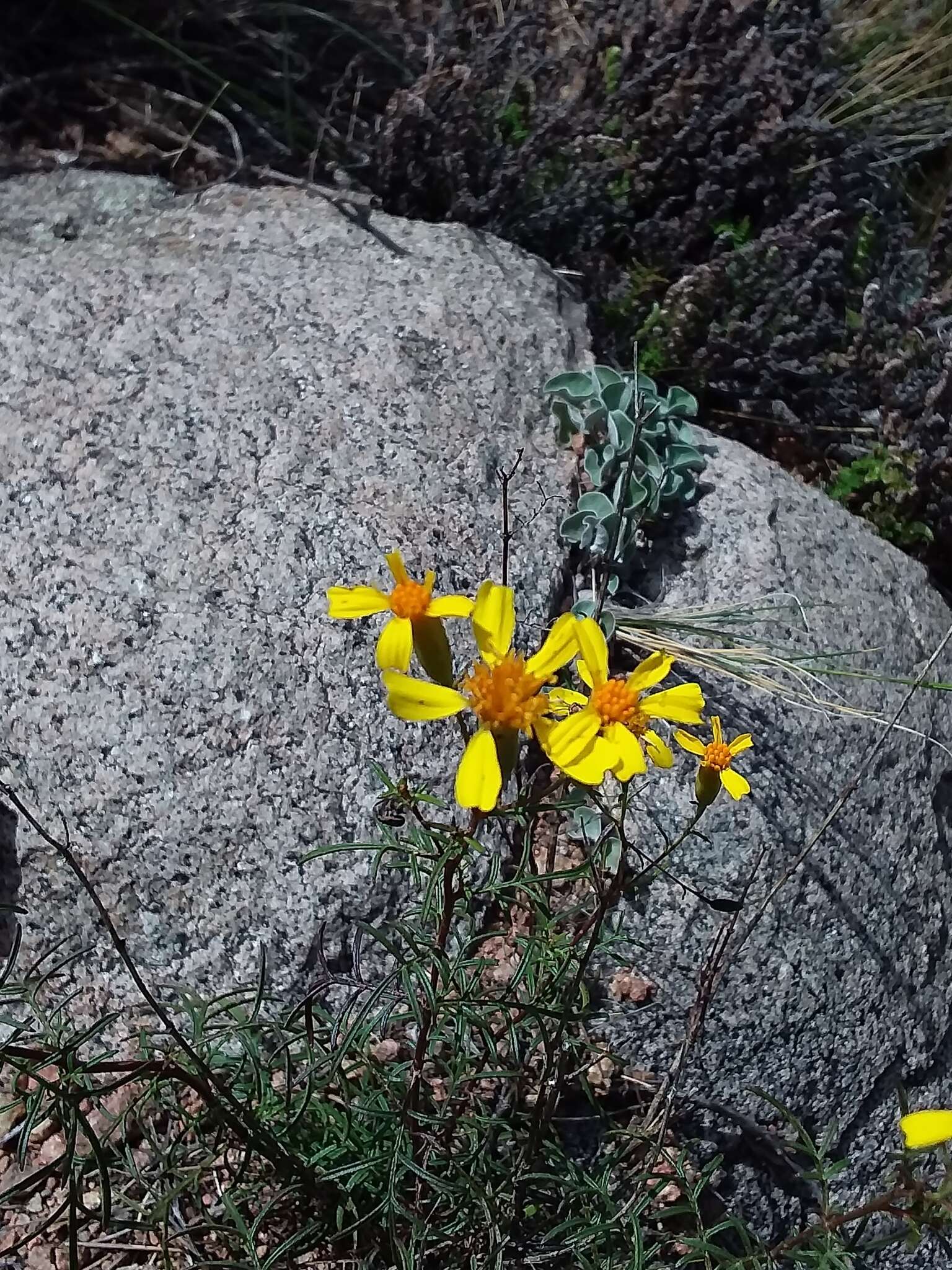 Image of lesser marigold