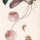 Image of Bulbophyllum auratum (Lindl.) Rchb. fil.