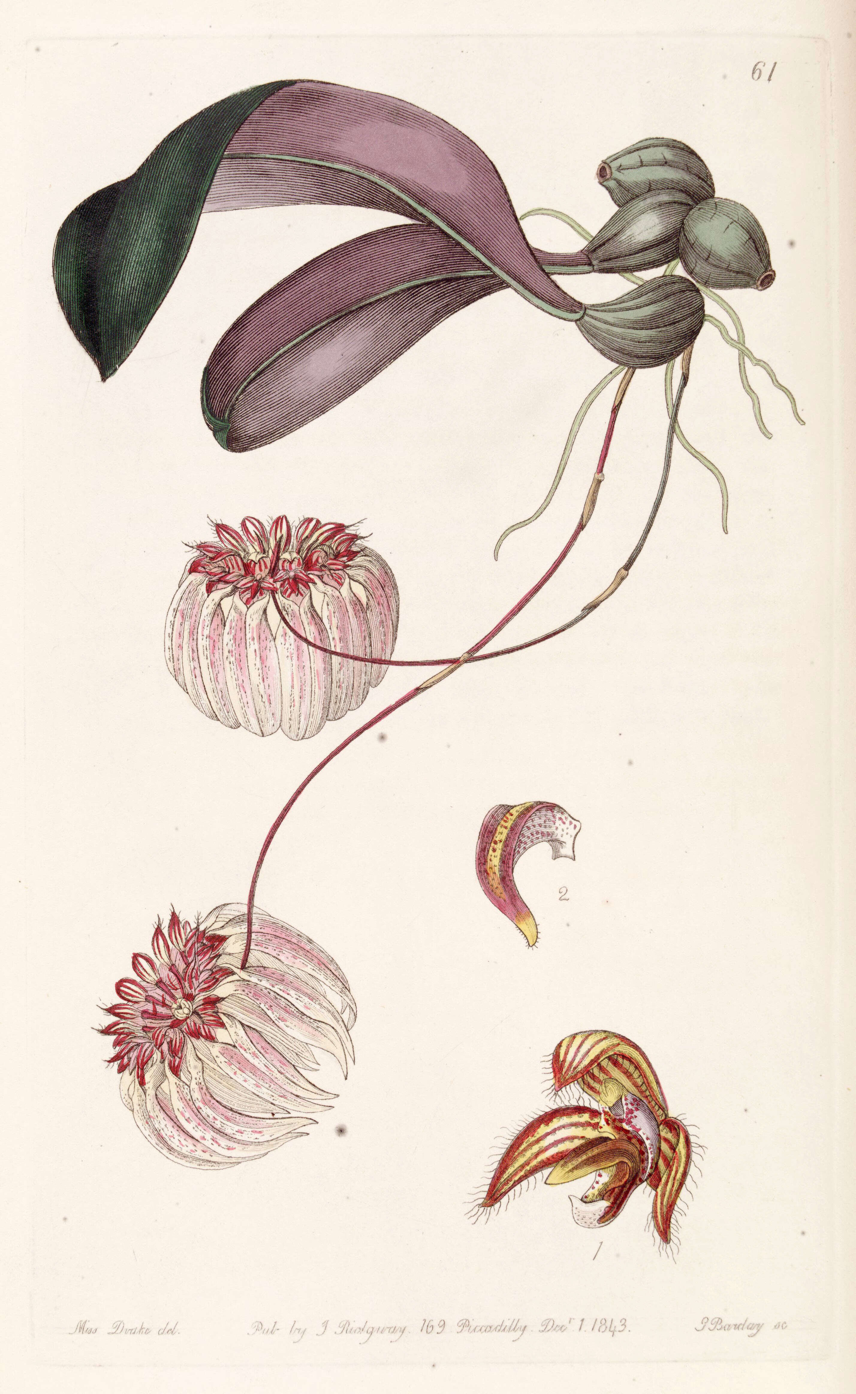 Image of Bulbophyllum auratum (Lindl.) Rchb. fil.