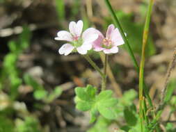 Image of Small-flowered Cranesbill