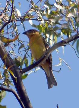 Image of Black-headed Grosbeak