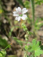 Image of Small-flowered Cranesbill