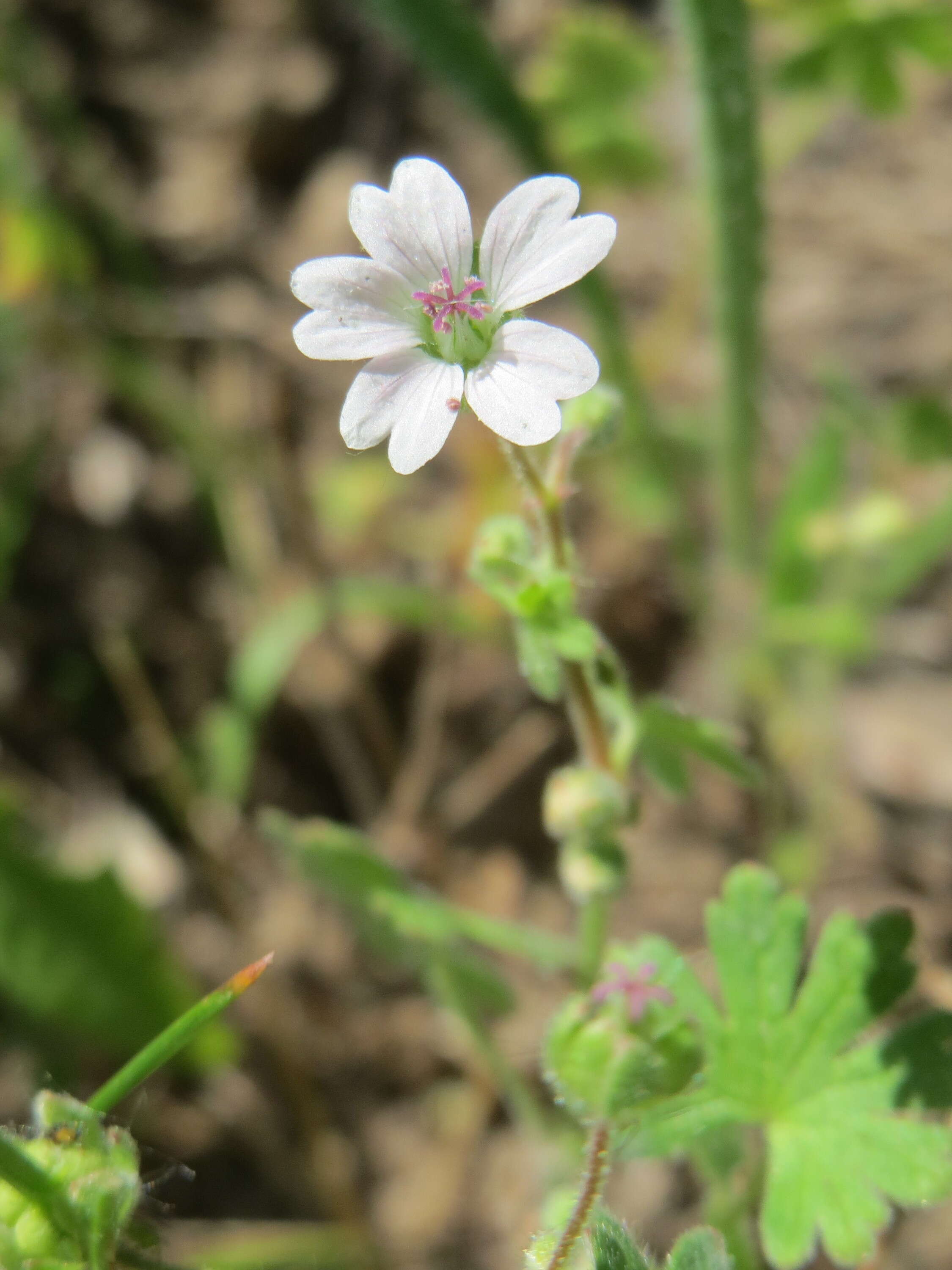 Image of Small-flowered Cranesbill