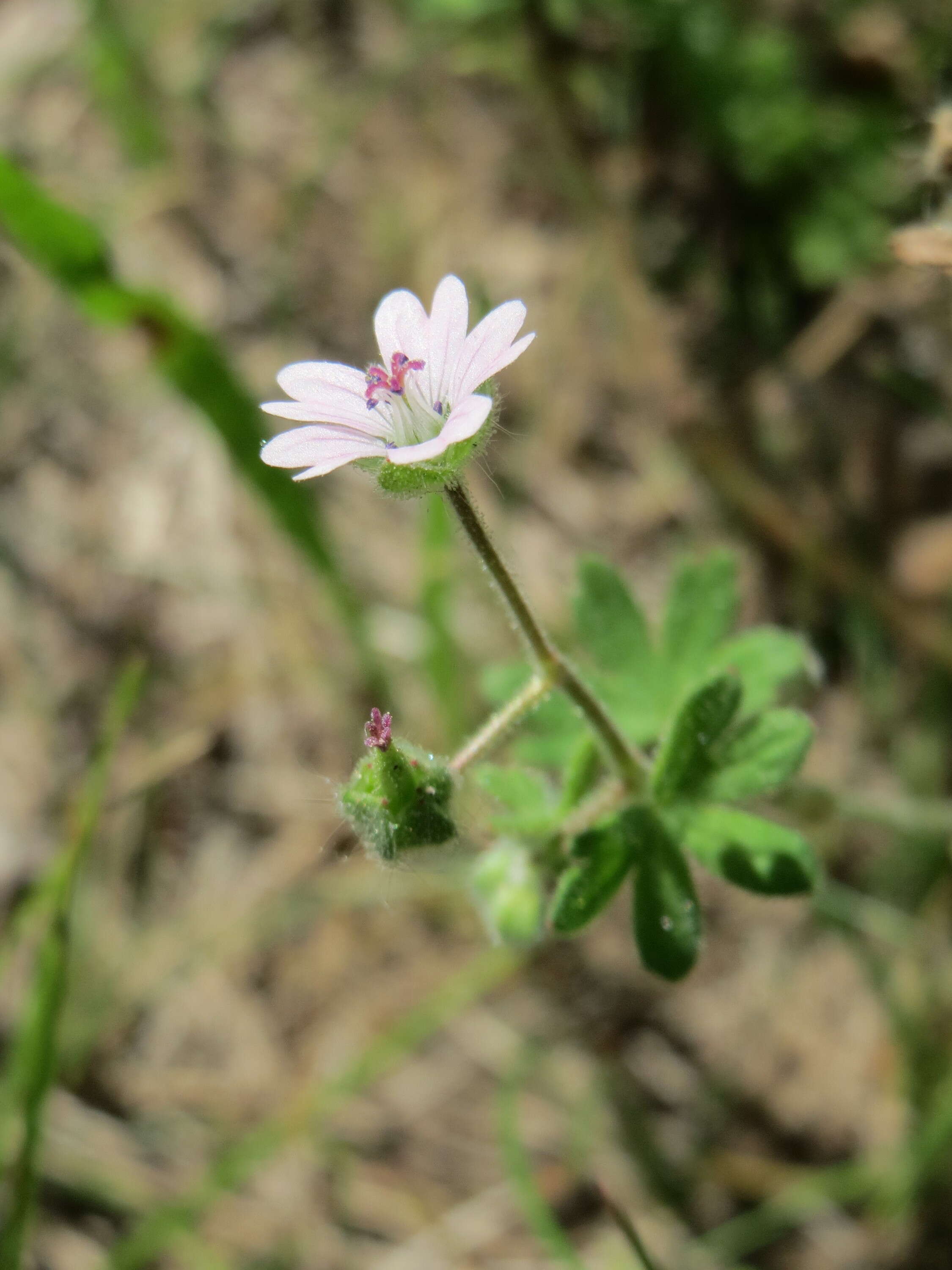 Image of Small-flowered Cranesbill